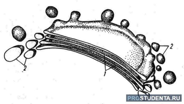 Функции аппарата Гольджи в клетке