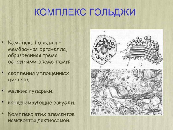 Комплекс аппарат Гольджи строение