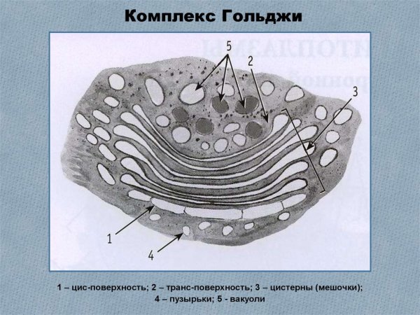 Аппарат Гольджи строение без подписей