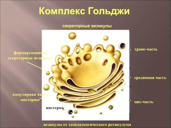 Комплекс Гольджи рисунок