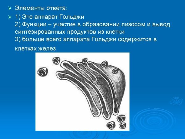 Камилло Гольджи комплекс Гольджи