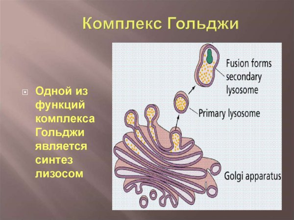 Комплекс аппарат Гольджи рисунок