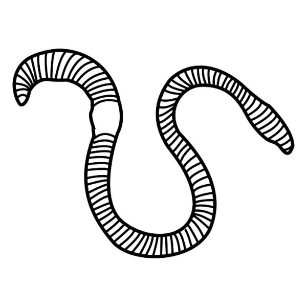 Червяк контур