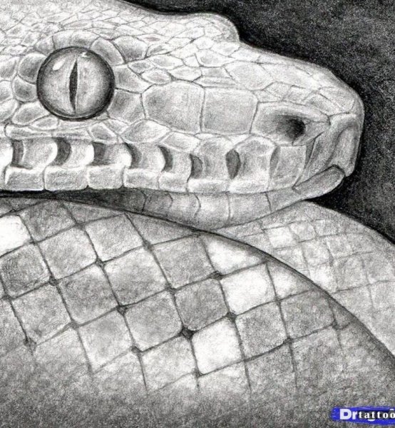 Удав эскиз