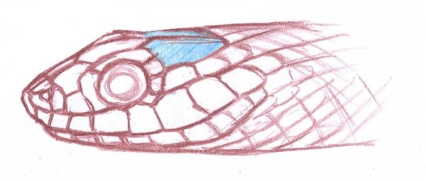 Голова змеи рисунок чертеж