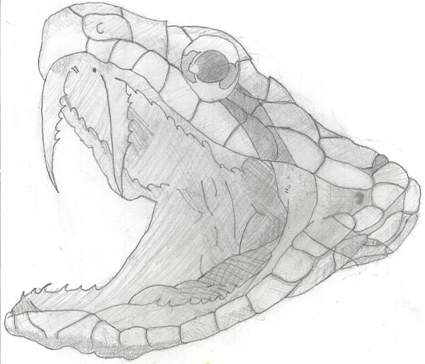 Голова змеи карандашом