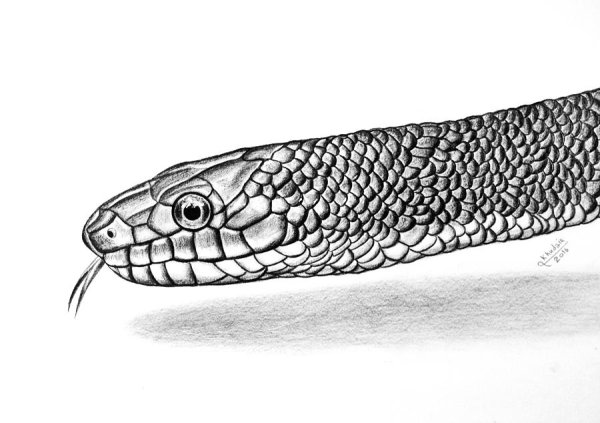 Рисунки змей