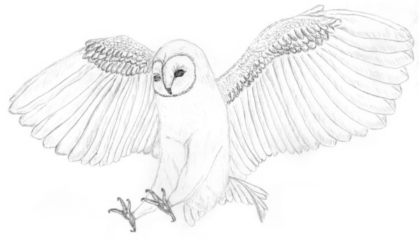Полярная Сова карандашом