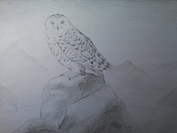 Рисование Полярная Сова