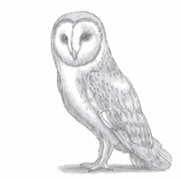 Сова рисунок карандашом простой