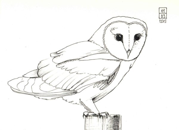 Рисунок птицы карандашом для срисовки