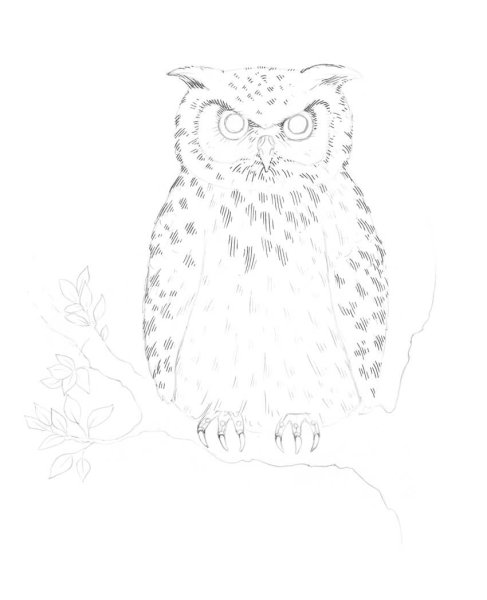 Филин рисунок карандашом для срисовки