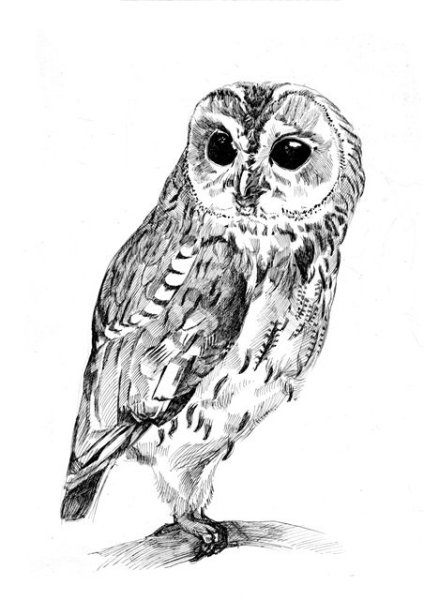 Рисунок Филина в полный рост
