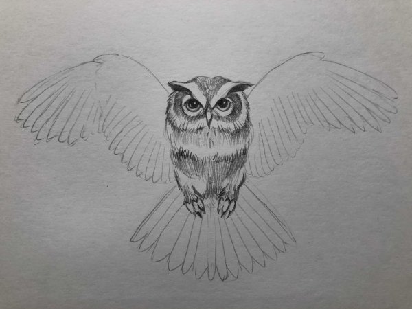 Сова карандашом