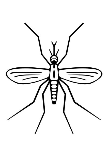 Комар раскраска