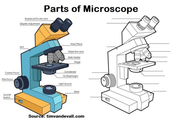 Изображение микроскопа