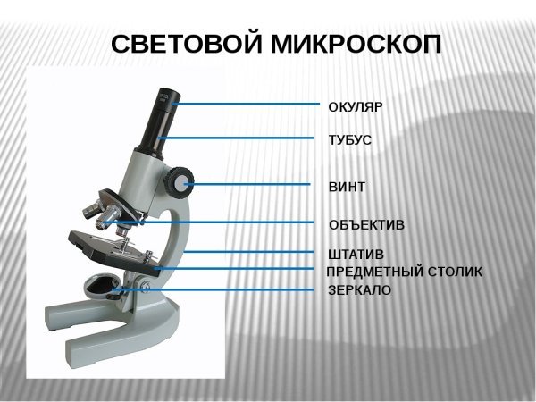 Биология 5 кл строение микроскопа