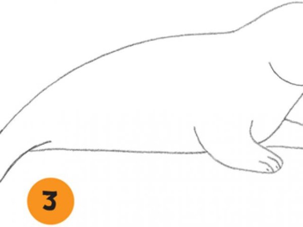 Нерпа Байкальская контур