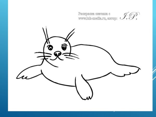 Морской котик поэтапное рисование