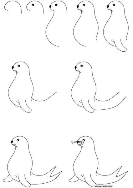 Морской котик рисунок
