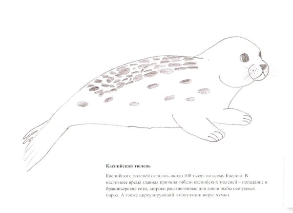 Морские котики рисунок для срисовки