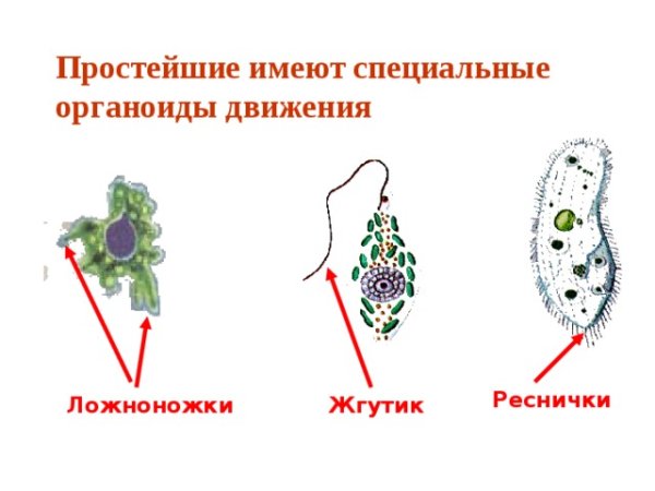 Органоиды движения простейших