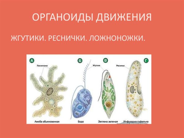 Органоиды движения клетки