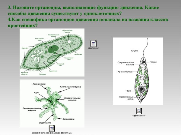 Органоиды движения строение
