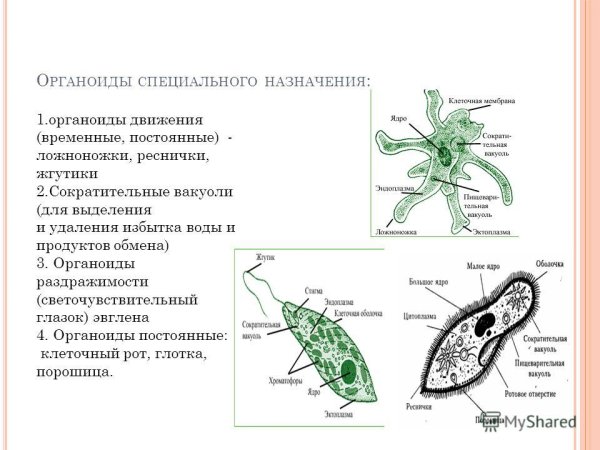 Строение органоидов движения клетки