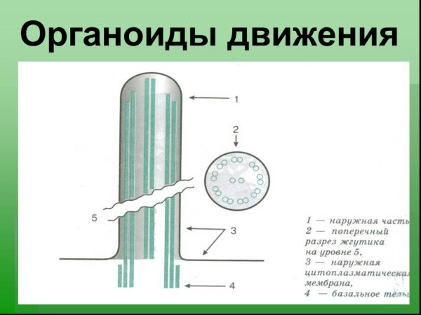 Органоиды движения реснички и жгутики строение