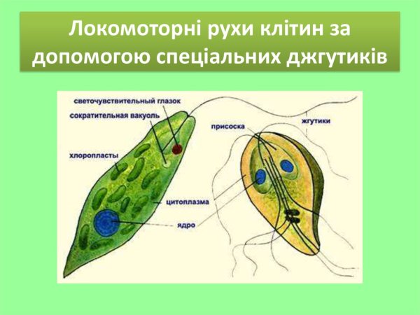 Органоиды движения псевдоподии