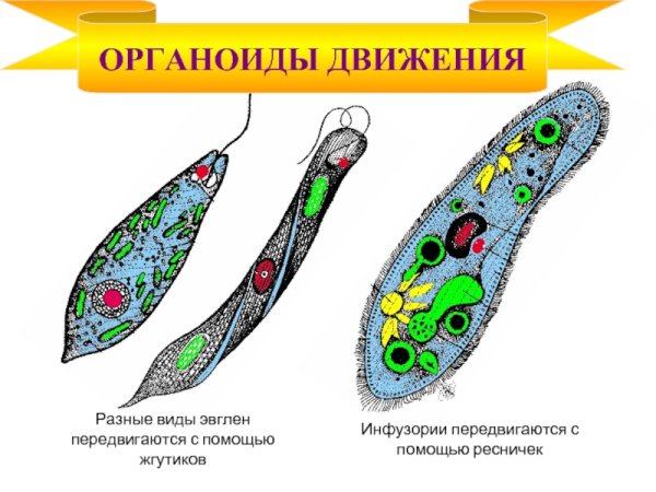 Органоиды движения одноклеточных животных