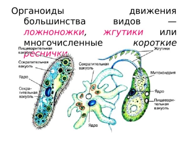 Хлоропласты у эвглены зеленой