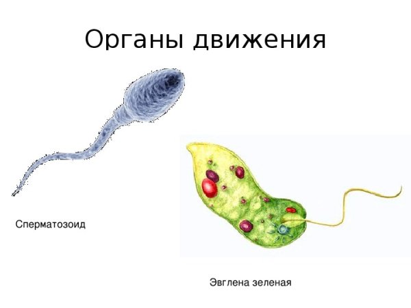 Амеба инфузория туфелька эвглена зеленая