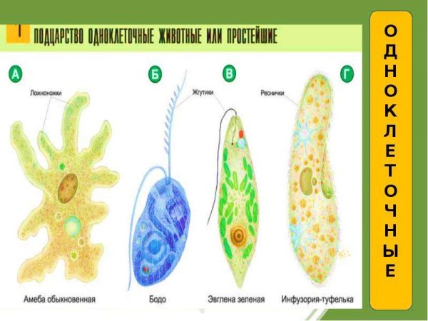 Органоиды движения клеточные включения строение и функции