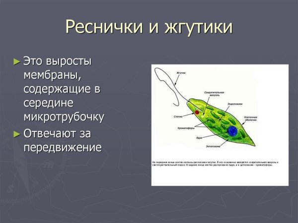 Органоиды движения простейших