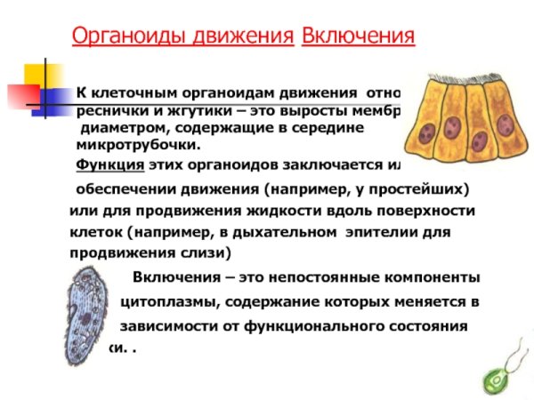 Органоиды движения схема