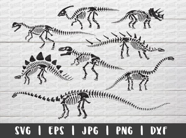 Анатомия Стегозавра