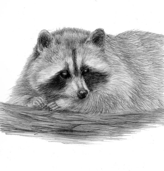 Енотик рисунок карандашом