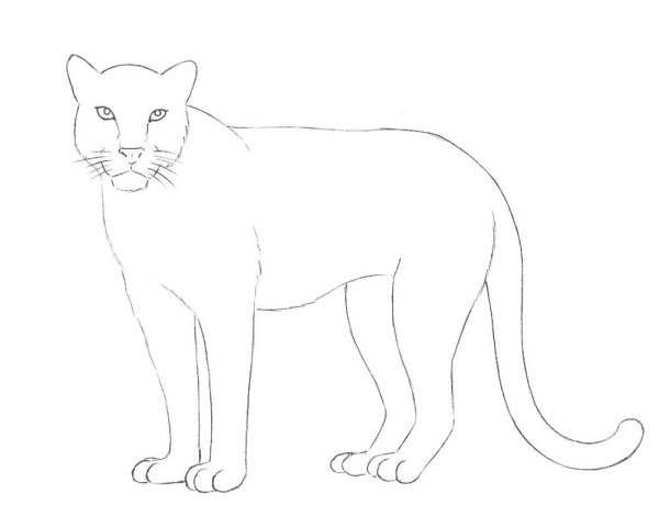 Леопард рисунок раскраска