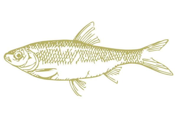 Вобла черно белая Графика