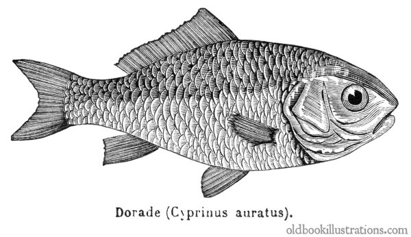 Рыба контур вектор