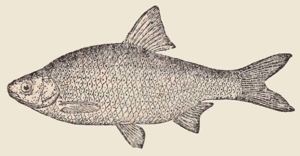 Рыба сушеная скетч
