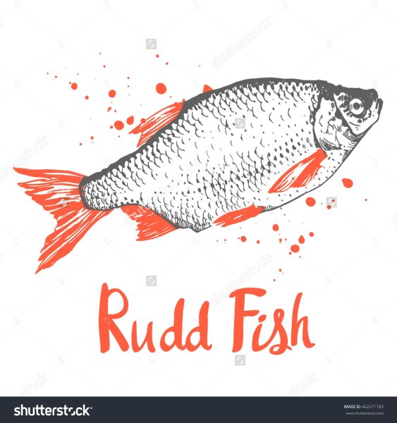 Рыба Векторная Графика