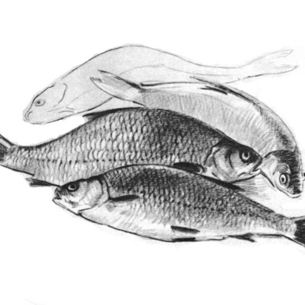 Подуст плотва