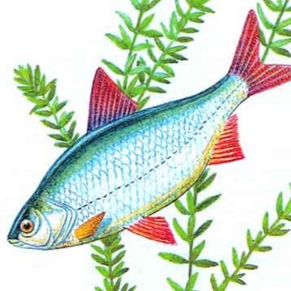 Красноперка раскраска