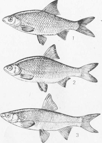 Рыба к пиву