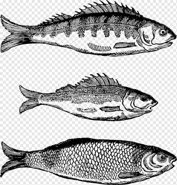 Карп вектор