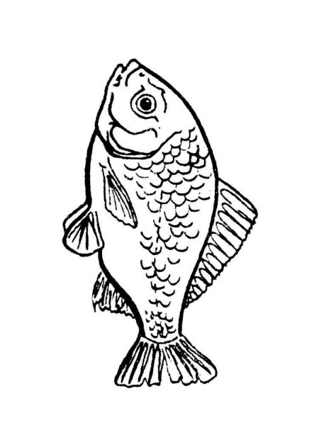 Карась схематично