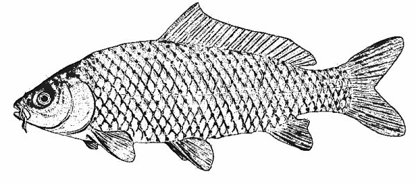 Логотип в виде рыбы